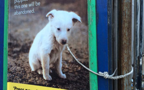 poster dog tied to post with real rope