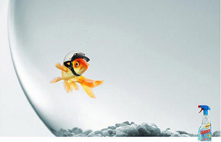 goldfish with helmet glassex