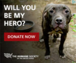 pitbull looking for a hero - humane society