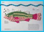 infographic showing pollution pharmaceuticals in fish