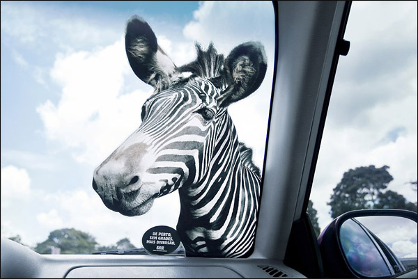 car window sticker marketing safari zoo zebra