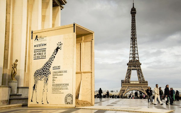 wild animal crates opened and dispersed around paris - zoo grand opening - giraffe