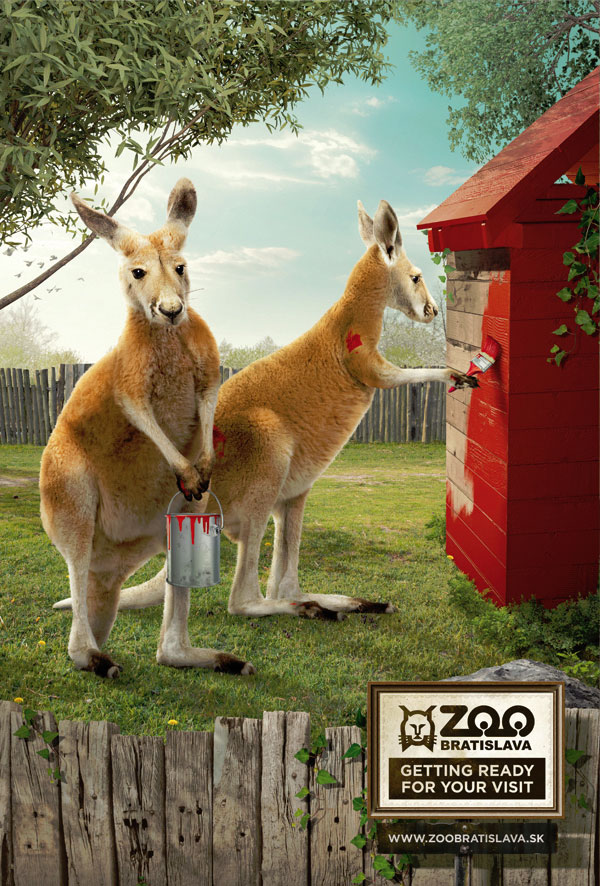 zoo animals working to get ready for your visit - kangaroos
