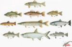 rapala print ad renaming fish