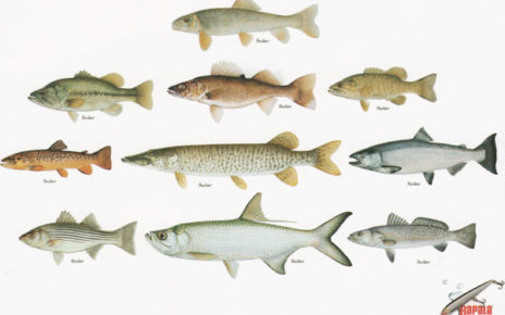 rapala print ad renaming fish