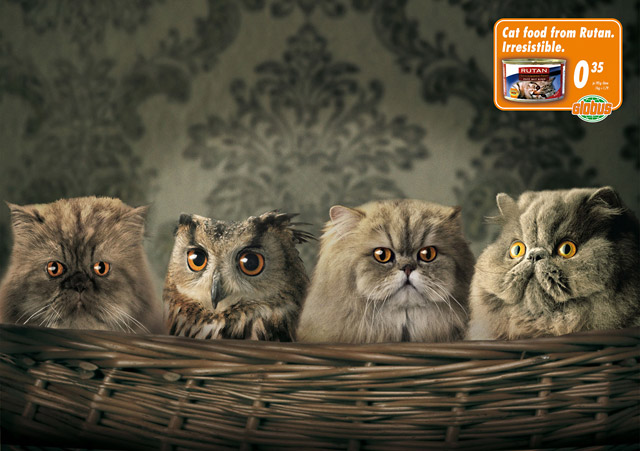 exaggerated benefits - owl hiding among cats