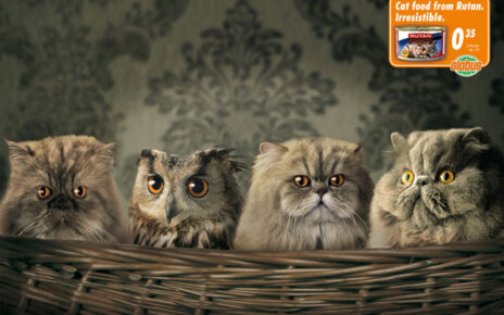 owl with funny cats - cat food ad